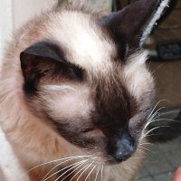 マサ (@valor_eight_end) 's Twitter Profile