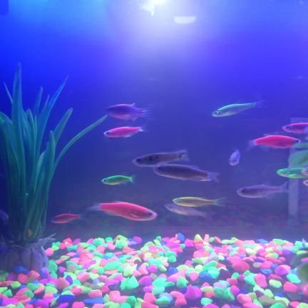 pipope2020's profile picture. soy