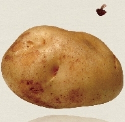 yasaisennsei's profile picture. 高級レストランに野菜を卸している野菜先生が、お野菜の旬な話題や健康に役立つ話題をつぶやきます。健康管理、ダイエット、アンチエイジング・・・