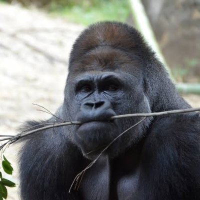 graph_gorilla's profile picture. ゴリラです。