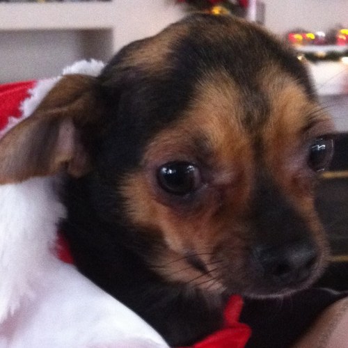 Bstockton01's profile picture. california native, have lived in las vegas since 2000,  loves animals and anything disney related.