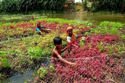 Sharing knowledge and informing practice on Nature-based Solutions to development challenges in Bangladesh