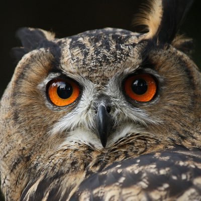 starbook777's profile picture. 格闘技、柔術(青帯)、ピアノ、読書、映画漫画アニメ、たまにボランティア,最近料理教室も通ってみたり とにかく色々やるしかない