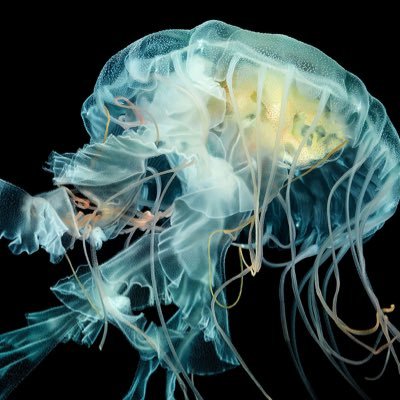 cloudfree2's profile picture. Joon