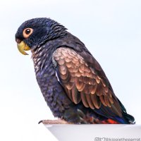 Kippie the Parrot(@kippietheparrot) 's Twitter Profile Photo