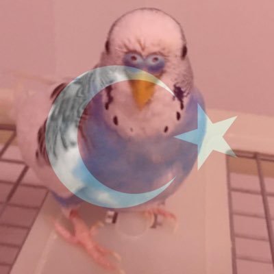 hazall2016's profile picture. 