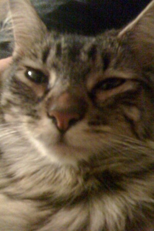 hooterthecat's profile picture. A female ball of fluff who was adopted from the National Cat Protection Society and who loves chasing milk rings!