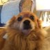 Dog (@saluki79) Twitter profile photo Dog (@saluki79) Twitter profile photo