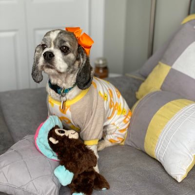 HotDiggityPaws's profile picture. Doggies. All. Day. Long. To make you smile.