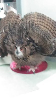 6G85bUcDoslAhHu's profile picture. 旦那、犬、家禽、爬虫類・両生類・亀、フクロウ、ミミズク、ルリコンゴウインコ、ウサギ、甲虫他　💛

※ご見学　完全予約制～週末(土日)

販売予定は、下記にまとめます💛
K.I.　https://t.co/S9fXSNfiRe