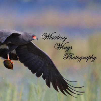 A wildlife and nature photographer who loves sharing photo adventures with others who love the outdoors and its feathered and furry friends.