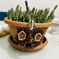 Kenan UÇMA (@kenanucma) Twitter profile photo