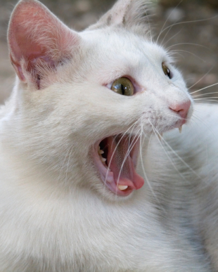 ZanaferionGamer's profile picture. ZanaferionGamers'profile. MLG glitcher, editor, producer.