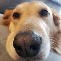 Save America (@winnawinna2016) 's Twitter Profile Photo