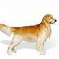 NPT NPT (@npt) 's Twitter Profile