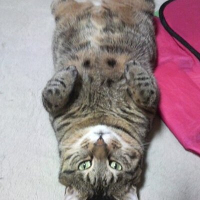 Idioteque Mihoko Nojiri 骨盤骨折した成猫の保護経験があります 猫 の骨盤骨折は自然治癒が多いようです 主な後遺症は骨盤狭窄による便秘です 食物繊維の多いヒルズw D等の処方食で対処しますが 便秘 に苦しみ病院で掻き出してもらう事も 加齢で便秘が