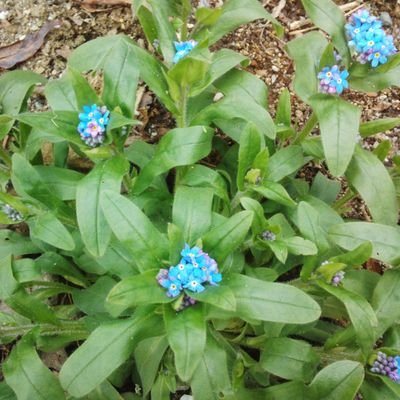 8T6IZnocUSc1MUG's profile picture. 20↑
ソシャゲ中心の雑多垢です。
最近特に原神、オリアカやってます。