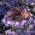 pbbabymoth (@pbbabymoth) Twitter profile photo pbbabymoth (@pbbabymoth) Twitter profile photo