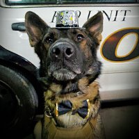 TPD K9 Oni (@k9oni) 's Twitter Profile