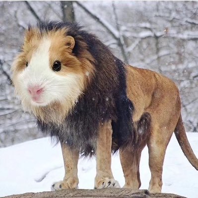 bilibilibang11's profile picture. 