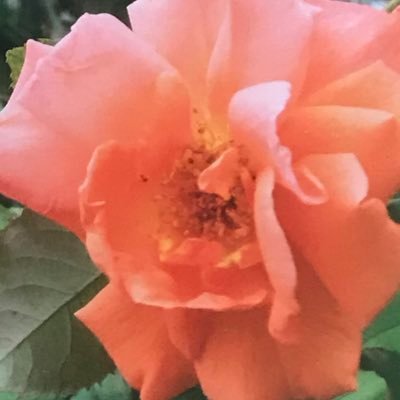 梨花 💐🤍rikaさんのプロフィール画像
