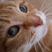 Mushen #FBPE 💙 🇪🇺 #FBPPR #FBPA 🐈🦔🐝🌱🐞(@Mushen13) 's Twitter Profile Photo