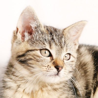 ねこはうち 固定ツイ見てね 日本では トイレに流せる猫砂 が販売されていますが 猫の糞はトイレに流さず 必ず燃えるゴミとして 処理をお願いします 猫が媒介するトキソプラズマによって ラッコなどの海にいる哺乳類が死んでしまいます 記事 ネコ