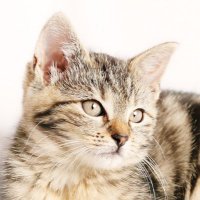 ねこはうち｜猫は室内管理が当たり前(@cats_indoor_jp) 's Twitter Profile Photo