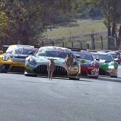 I'm a kangaroo, I live a hop, skip and a jump away from the greatest track in Australia. Big race fan. Not a pest! #B12hr #B6hr #RepcoSC #Bathurst1000