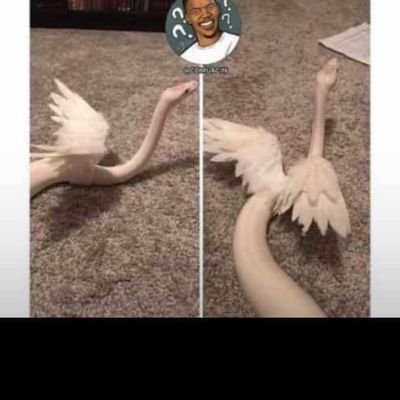 WinxScarlet's profile picture. nada a declarar