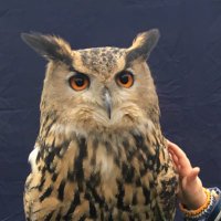 Rik Martin (@innuendocottage) 's Twitter Profile