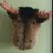 tf2shmoo's profile image