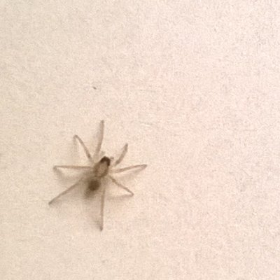 æ–°æˆå'˜ Lzzlaacfyalrjse Twitter