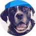 CRYPT⌬ BAṆ̶̨̢̦͚͚̜͇̯̉D⌬GGE 1⌬,⌬⌬⌬X 💎s (@cryptobandogge) Twitter profile photo CRYPT⌬ BAṆ̶̨̢̦͚͚̜͇̯̉D⌬GGE 1⌬,⌬⌬⌬X 💎s (@cryptobandogge) Twitter profile photo