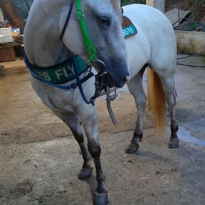 dirtido