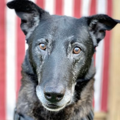 Retired police k9🖤💙🖤 from PA⛰living in the great state of NC🏝
Yes, my dumbo ears got me famous 🤣