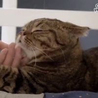 Uni (@rayofsunshine_o) 's Twitter Profile