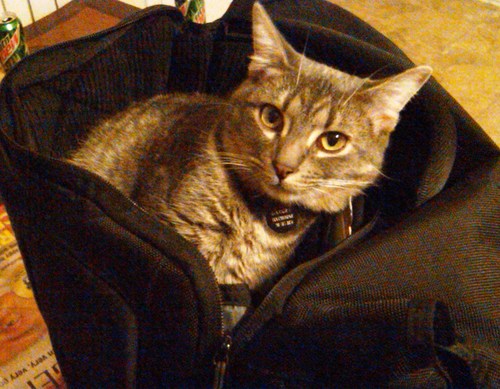 gadgetkitty's profile picture. My name is Gadget Touchstone. I'm a gray tabby cat. I'm a bit skeptical about this Twitter thing, especially since it's run by birds, but Daddy says it's OK.