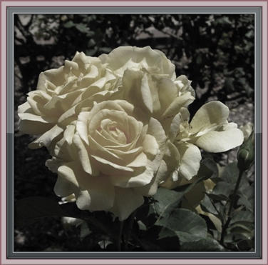 LisalaLibrarian's profile picture. @lisathelibrarian@infosec.exchange
retired librarian - writing in the intersection of libraries, culture, tech & everything in between