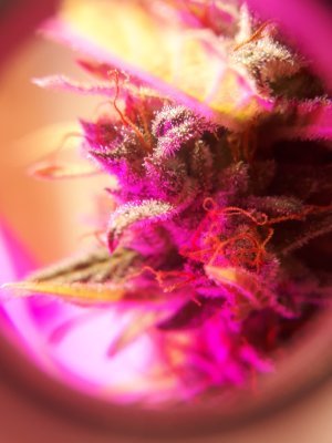 We help people grow plants at home and then use them!