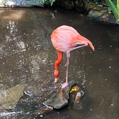 AlanXu64426486's profile picture. 