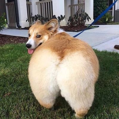 CorgiDrive's profile picture. We love corgi butts! And corgis! Anything corgi really!