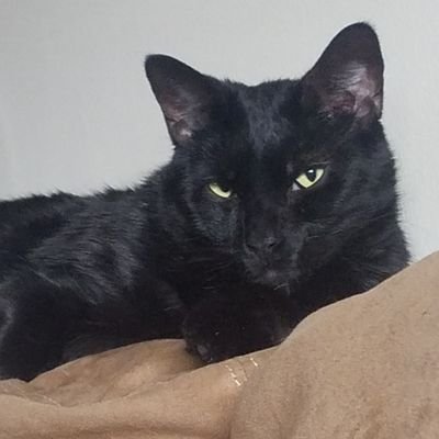 Animal lover & mom to a house panther. #blackcats #StarTrek #BidenHarris2024 https://t.co/TW9rPBt5mr