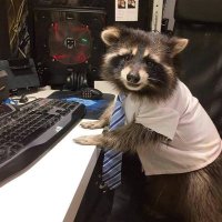 Hard working Raccoon (@nsdmoe) 's Twitter Profile