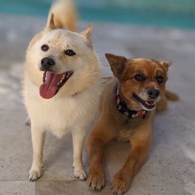 Scamper (Pom mix) and Loki (Schipperke) are fur-siblings that love food, adventures and being incredibly photogenic 😍