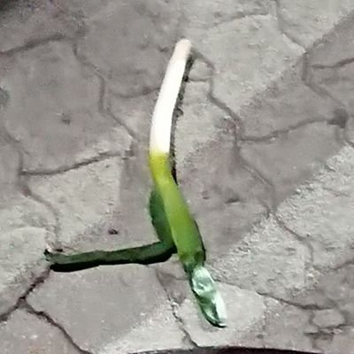 ねぎさんのプロフィール画像