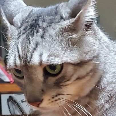 geruo001's profile picture. 