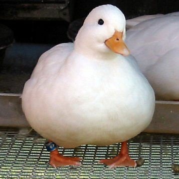 22 years old. A bilingual fangirl account of a ducko. MULTIFANDOM ACC.