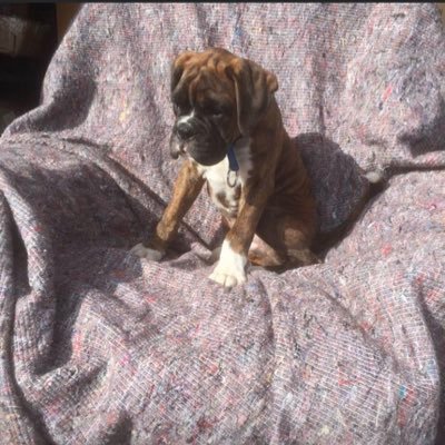 scoobytheboxer Profile Picture