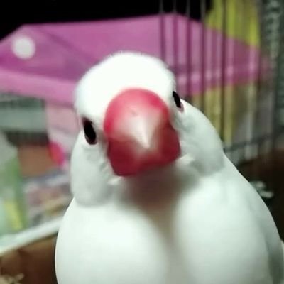 最愛のデッカちゃん(4 才)が突然虹の橋を渡ってしまいました😭　セキセイインコの坊も9才で虹の橋を渡り、残されたカンタ(11才)と文鳥の節男先輩と直太朗と暮らしています。